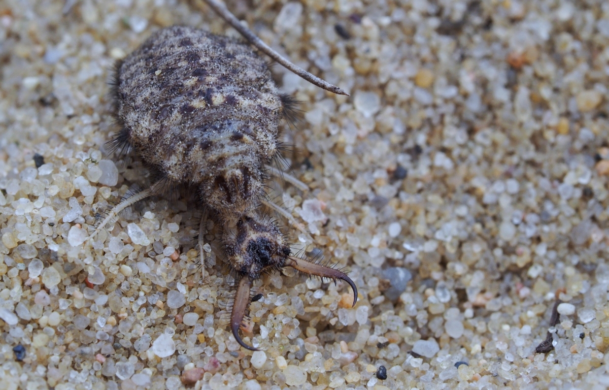 Ameisenlöwe (Myrmeleon formicarius)