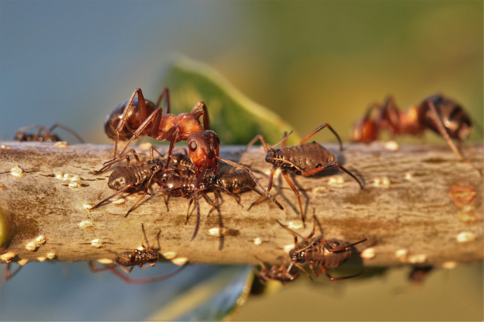 Ameisenmakro zur Erntezeit