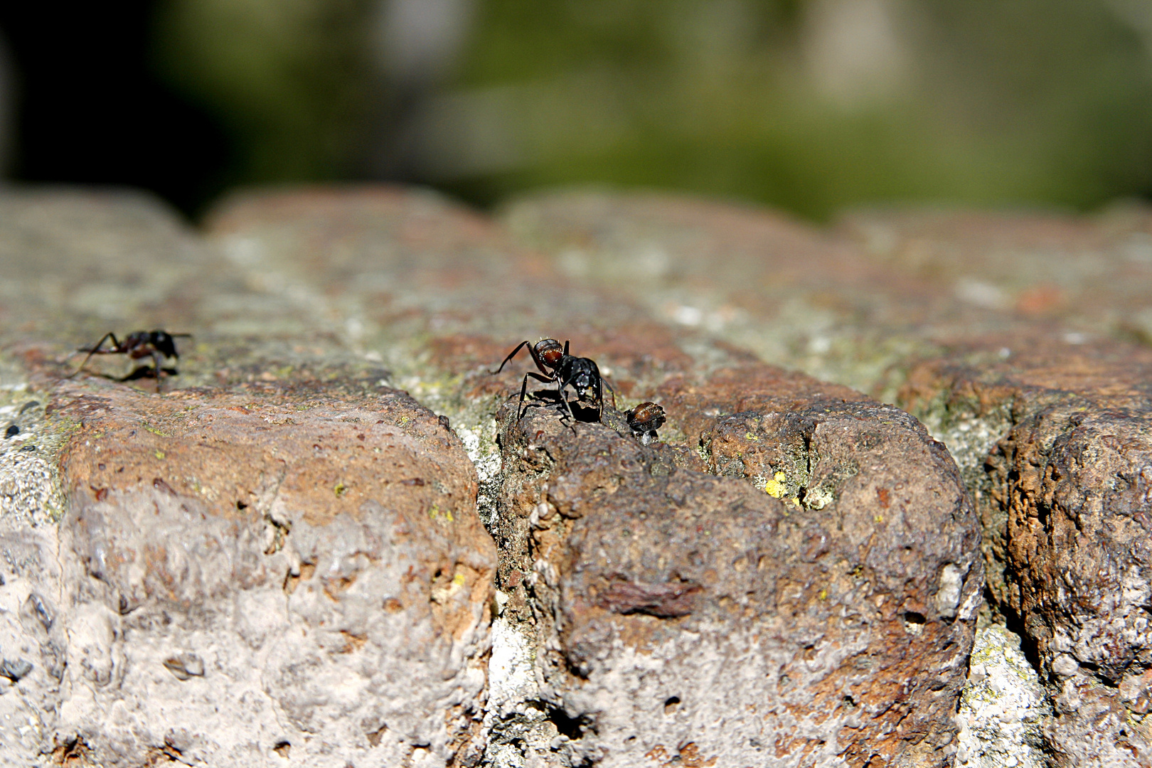 Ameisenmauer