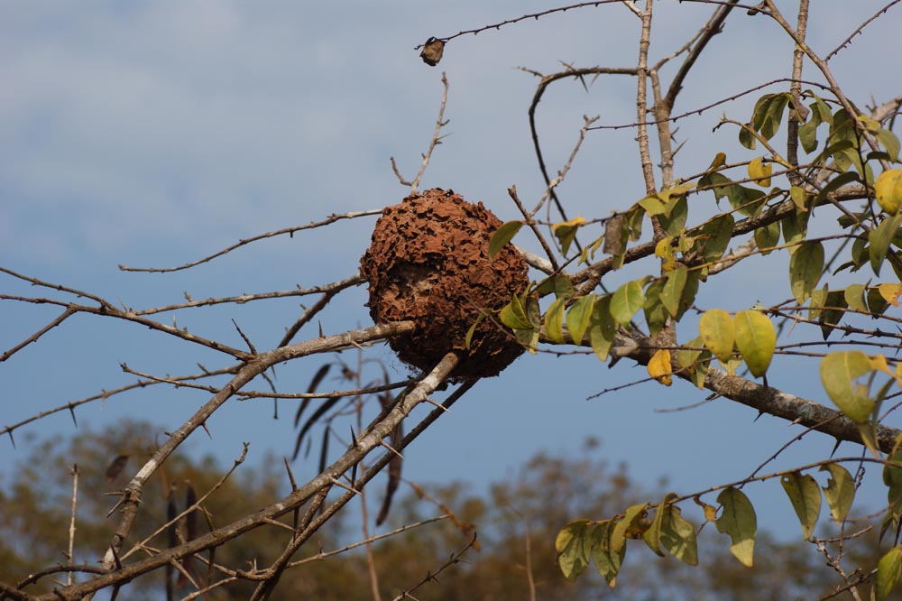 Ameisennest Foto & Bild tiere, wildlife, insekten Bilder auf