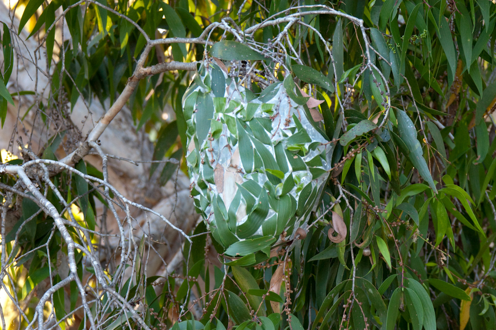 Ameisennest im Baum