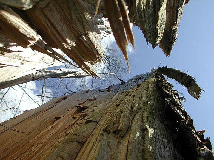 Ameisenperspektive eines abgrochenen Baumes