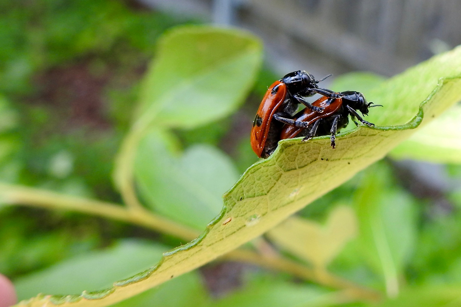 Ameisensackkäfer Foto & Bild tiere, wildlife, insekten Bilder auf