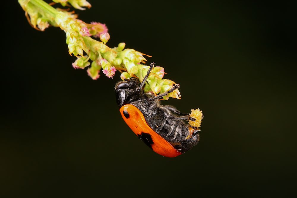 Ameisensackkäfer Foto & Bild tiere, tierdetails, makro Bilder auf