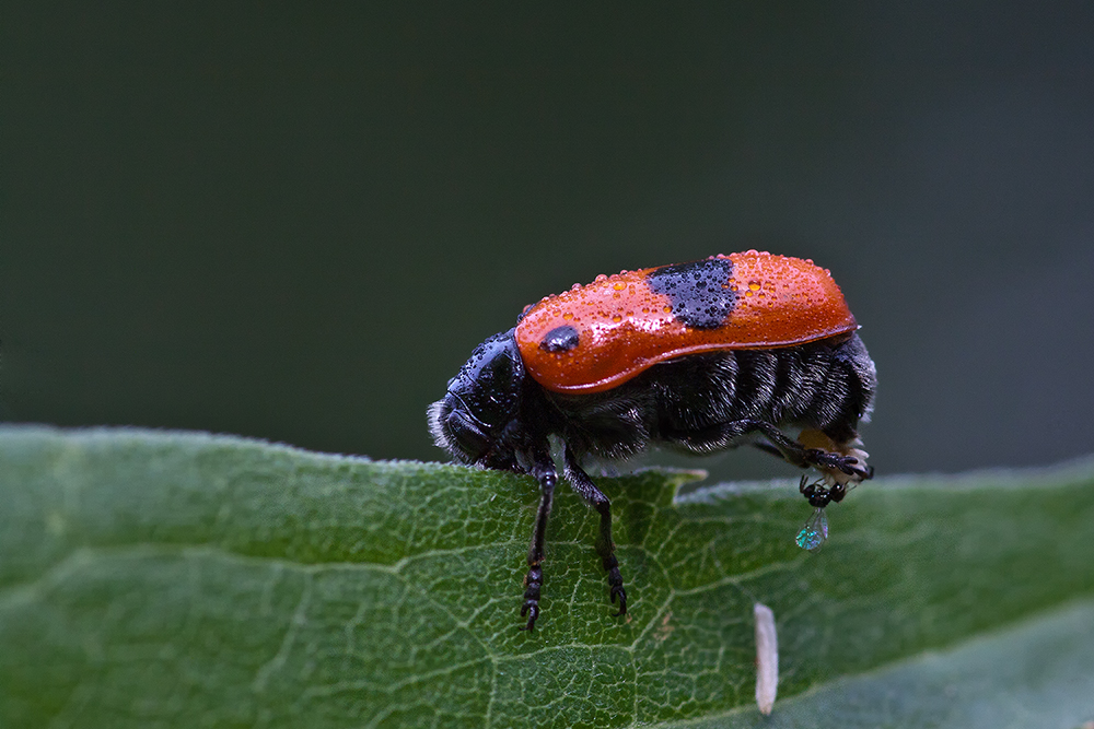 Ameisensackkäfer