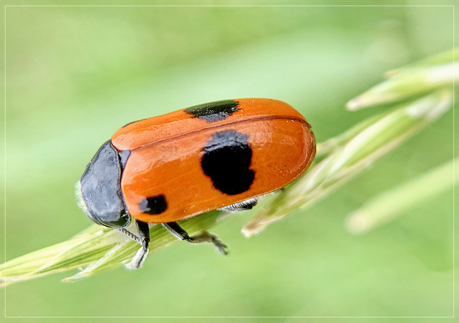 Ameisensackkäfer (Clytra laeviuscula)