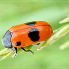 Ameisensackkäfer (Clytra laeviuscula)