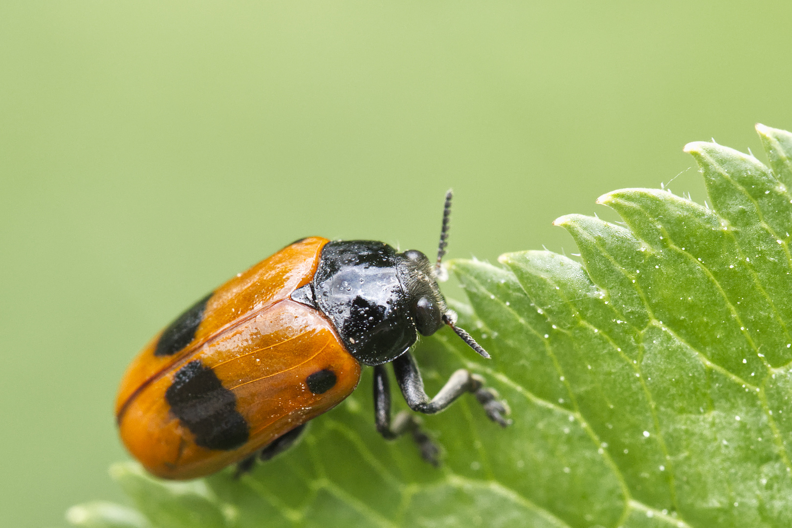 Ameisensackkäfer (Clytra laeviuscula) auf Holunderblatt