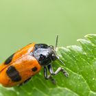 Ameisensackkäfer (Clytra laeviuscula) auf Holunderblatt