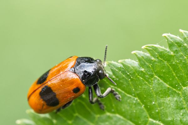 Ameisensackkäfer (Clytra laeviuscula) auf Holunderblatt
