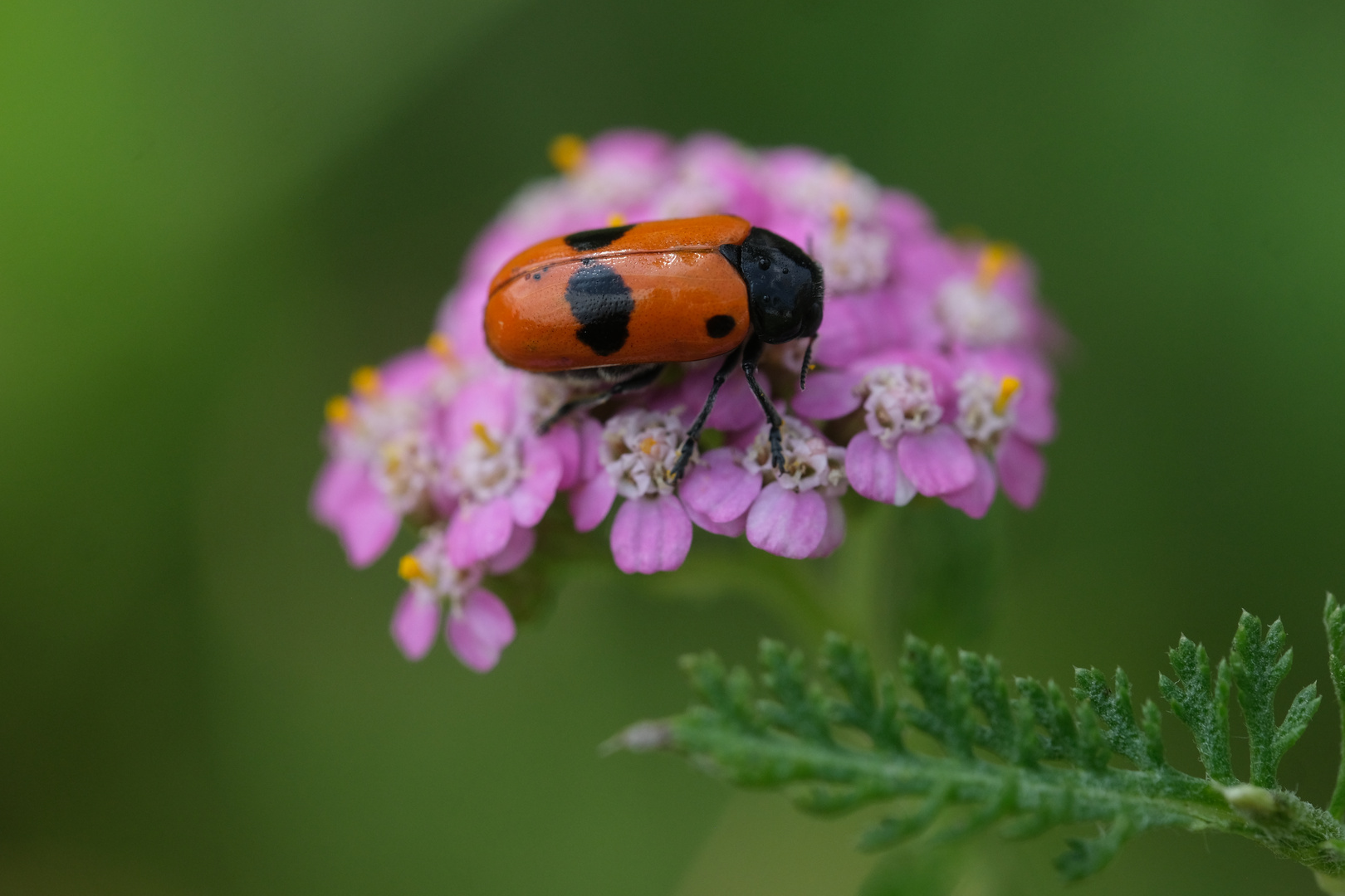 Ameisensackkäfer (Clytra laeviuscula) auf rosa Schafgarbe (Achillea millefolium)