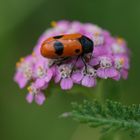 Ameisensackkäfer (Clytra laeviuscula) auf rosa Schafgarbe (Achillea millefolium)