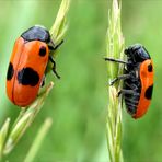 Ameisensackkäfer (Clytra laeviuscula)