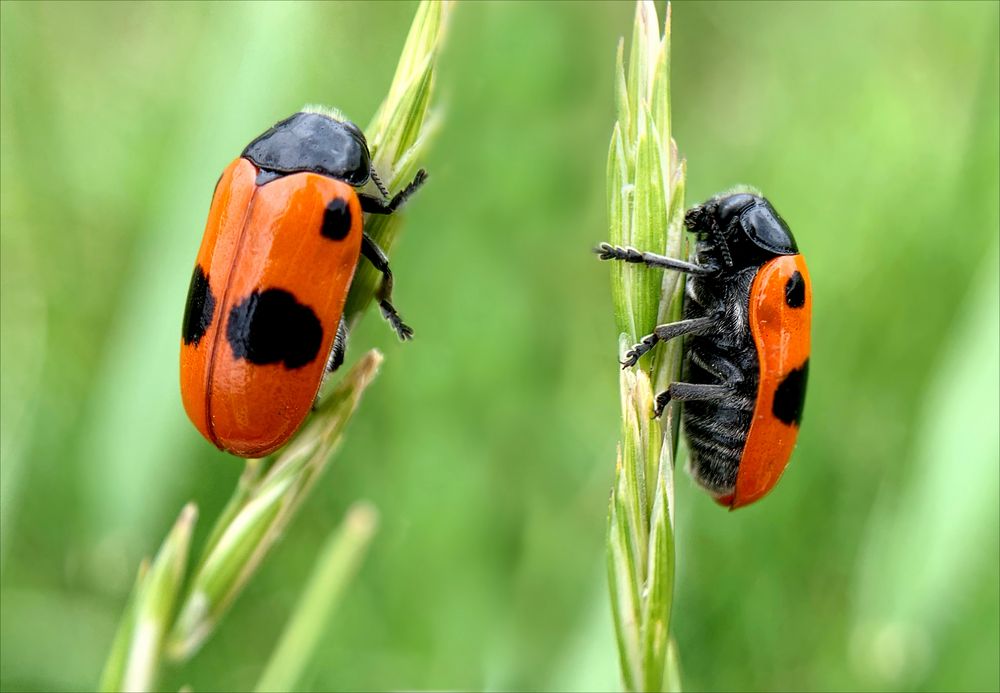 Ameisensackkäfer (Clytra laeviuscula)