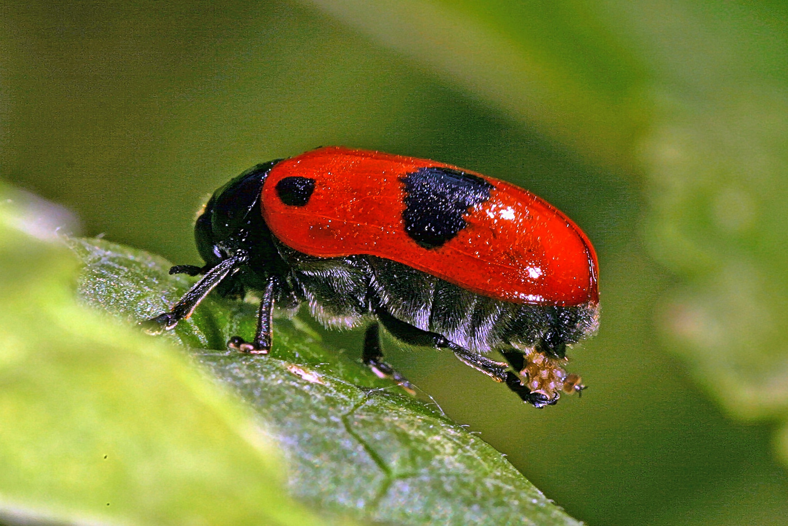 Ameisensackkäfer (Clytra laeviuscula) fertigt einen "Trojanischen Kothaufen"