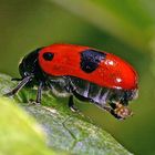 Ameisensackkäfer (Clytra laeviuscula) fertigt einen "Trojanischen Kothaufen"