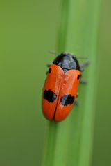 Ameisensackkäfer: Der Schwarz – Rote im Ameisennest
