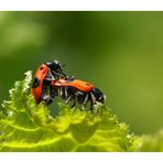 Ameisensackkäfer im Doppelpack