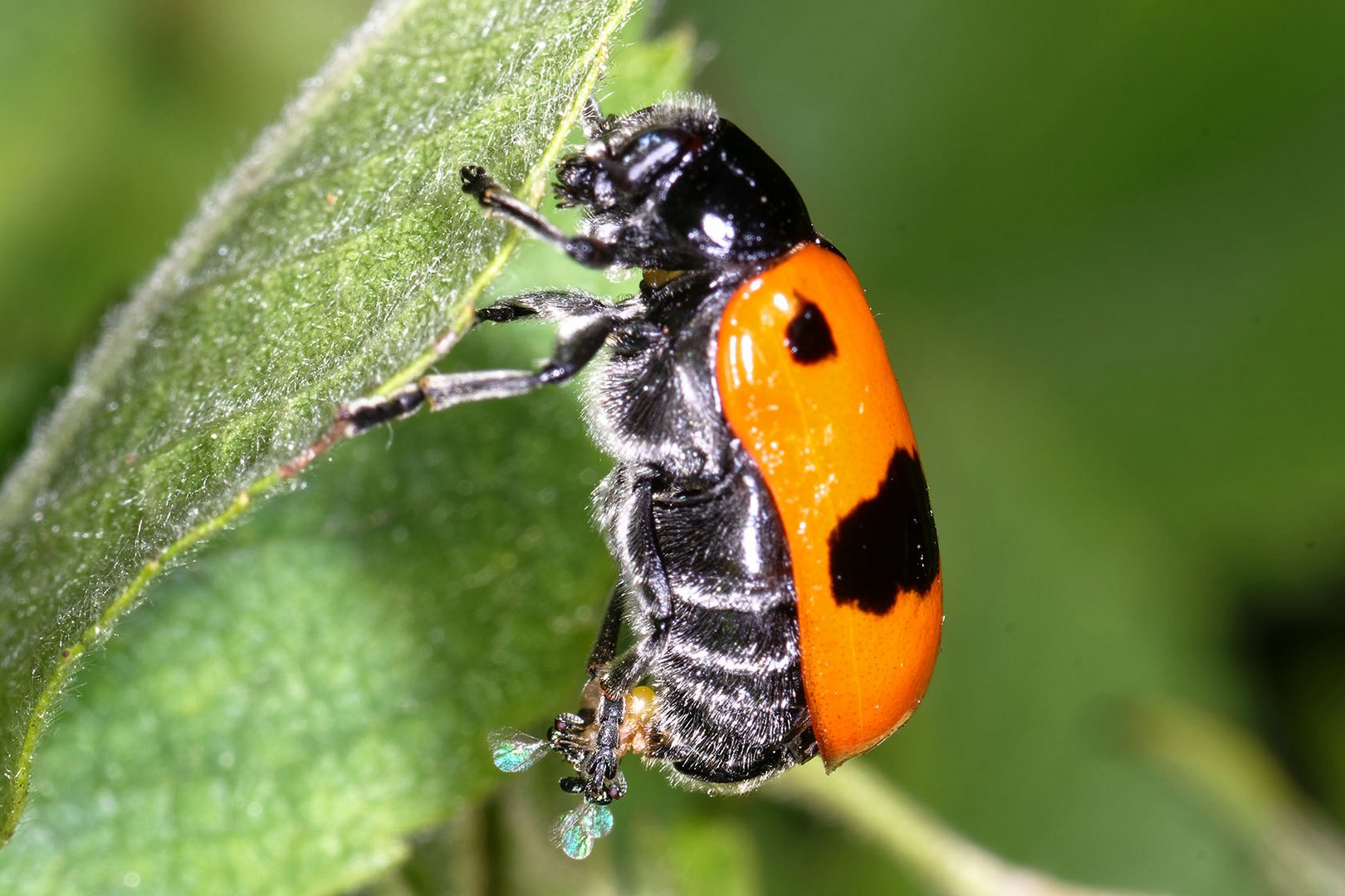 Ameisensackkäfer mit Erzwespen