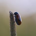 Ameisensackkäfer Profil