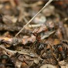 Ameisensäure