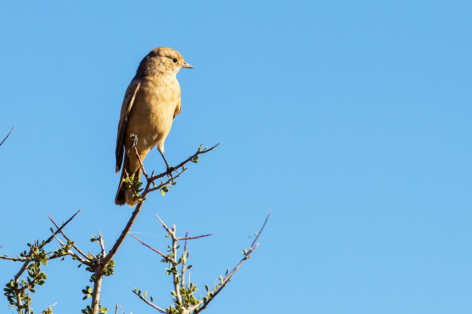 Ameisenschmätzer Namibia