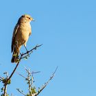 Ameisenschmätzer Namibia