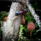 Ameisenschwammerl
