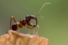 Ameisensichelwanze 