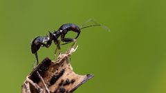 Ameisensichelwanze (Himacerus mirmicoides)