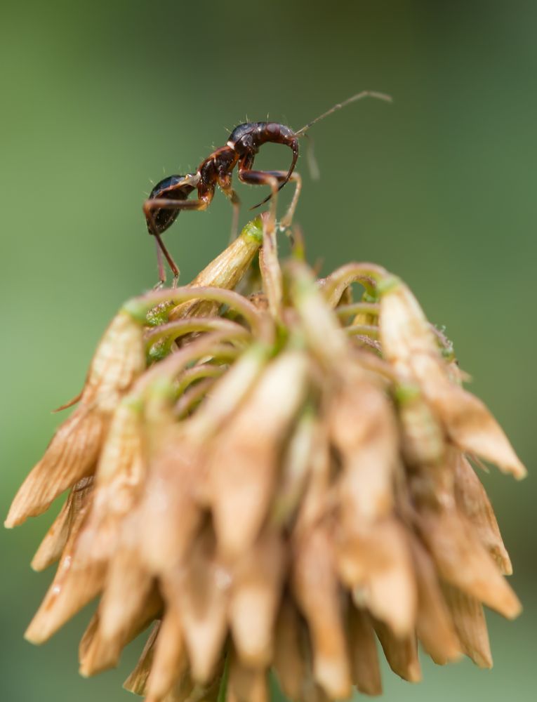 Ameisensichelwanze (Himacerus mirmicoides)