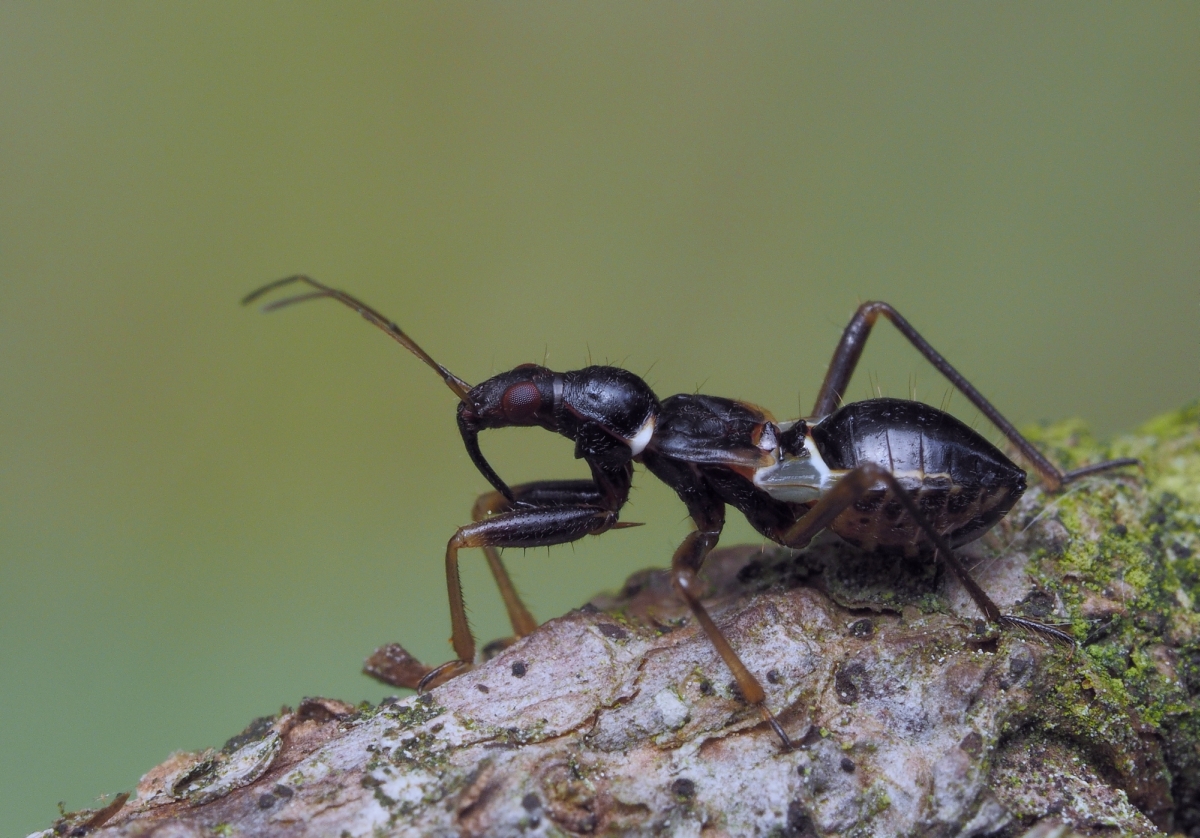 Ameisensichelwanze (Himacerus mirmicoides )