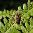 Ameisensichelwanze (Himacerus mirmicoides) auf Farn