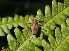 Ameisensichelwanze (Himacerus mirmicoides) auf Farn