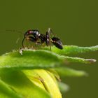 Ameisensichelwanze - Himacerus mirmicoides