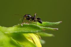 Ameisensichelwanze - Himacerus mirmicoides
