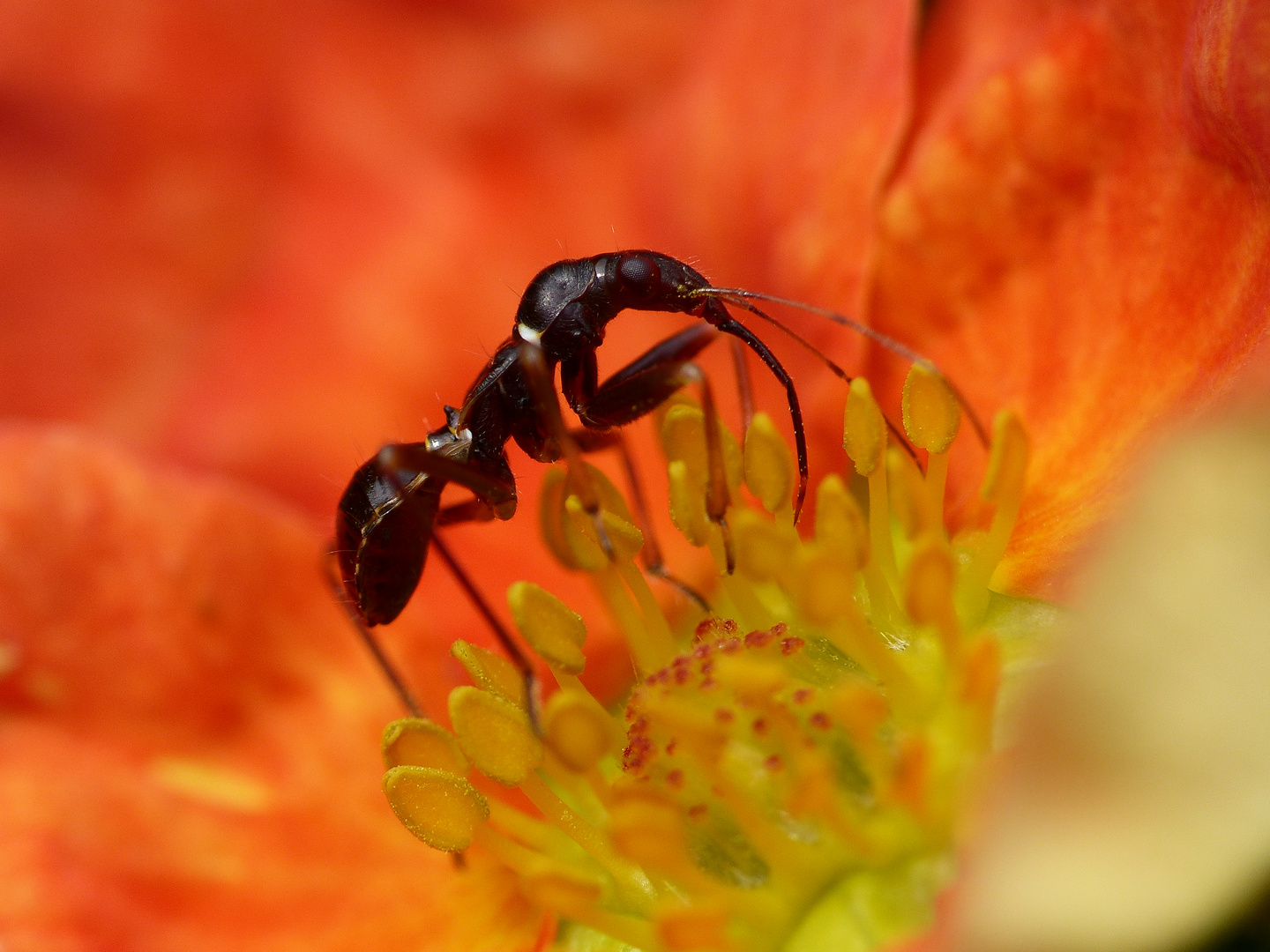 Ameisensichelwanze (Himacerus mirmicoides) - Nymphe in einer Blüte vom Fünffingerstrauch