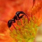 Ameisensichelwanze (Himacerus mirmicoides) - Nymphe in einer Blüte vom Fünffingerstrauch