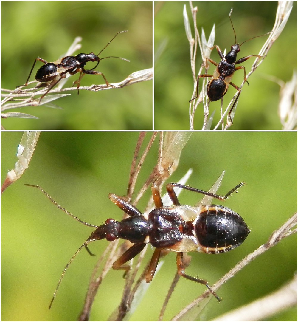 Ameisensichelwanze (Himacerus mirmicoides) - Späte Nymphe