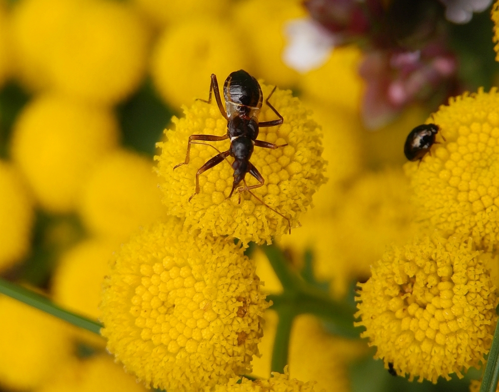 Ameisensichelwanze (Himacerus mirmicoides) - Spätes Larvenstadium (L4/L5)