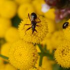 Ameisensichelwanze (Himacerus mirmicoides) - Spätes Larvenstadium (L4/L5)