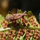 Ameisensichelwanze (Himacerus mirmicoides) - Weibchen (1)