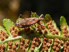 Ameisensichelwanze (Himacerus mirmicoides) - Weibchen (1)