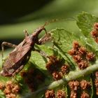 Ameisensichelwanze (Himacerus mirmicoides) - Weibchen auf Farn