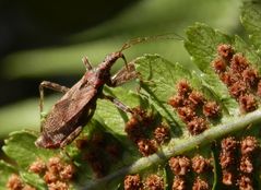 Ameisensichelwanze (Himacerus mirmicoides) - Weibchen auf Farn