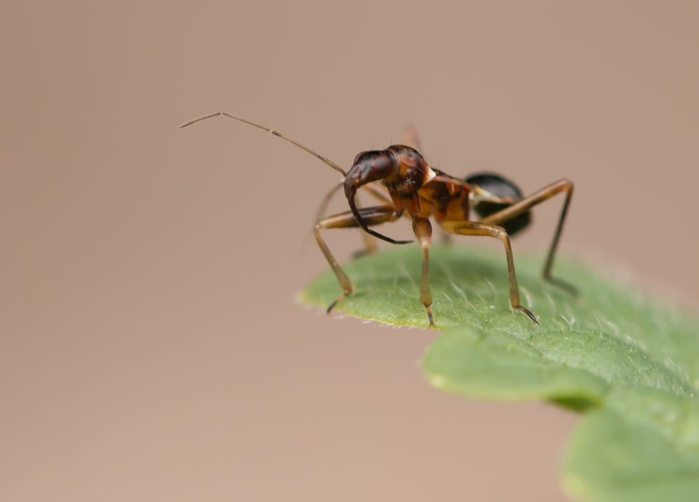 Ameisensichelwanze Nymphe (Himacerus mirmicoides)