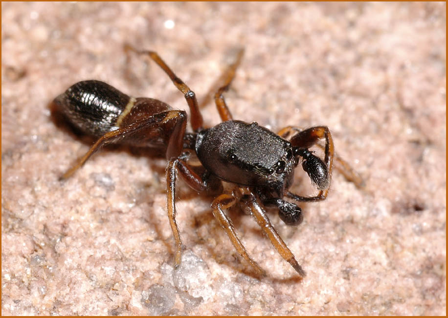 Ameisenspringspinne