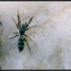 Ameisenspringspinne (Synageles venator)