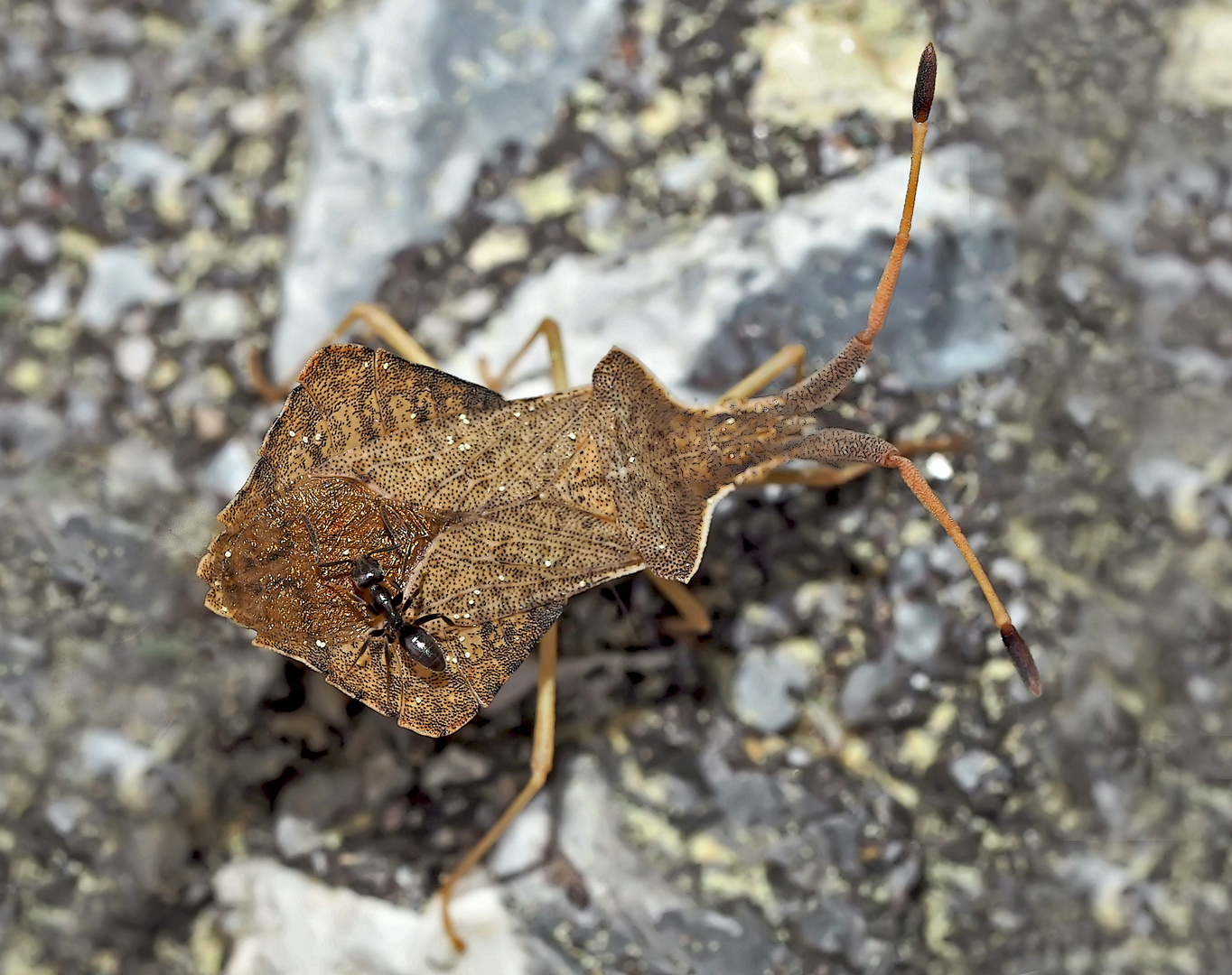 Ameisentaxi: die Rhombenwanze (Syromastus rhombeus). - Une punaise qui s'appelle Corée marginée.