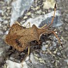 Ameisentaxi: die Rhombenwanze (Syromastus rhombeus). - Une punaise qui s'appelle Corée marginée.